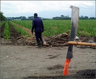 cortadores2_el_pais.jpg