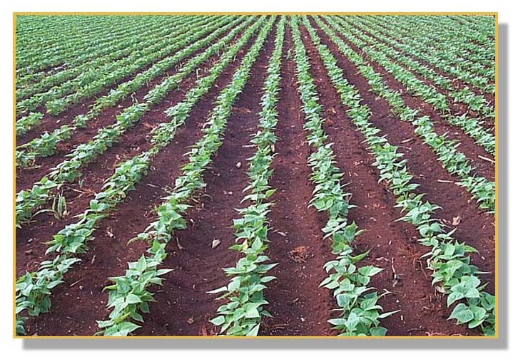 foto_campo_agricola.jpg